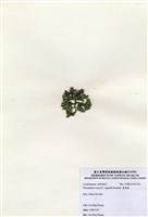 藏品(寬珊藻)的圖片